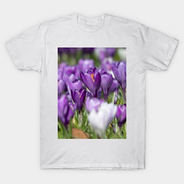 Purple Crocus T-Shirt by Femaleform